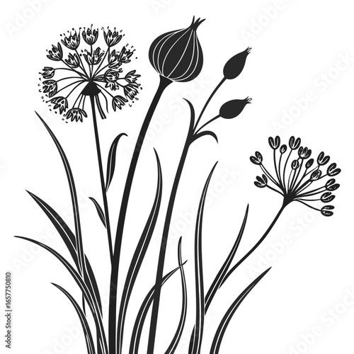 vector illustration of chives garlic allium tuberosum