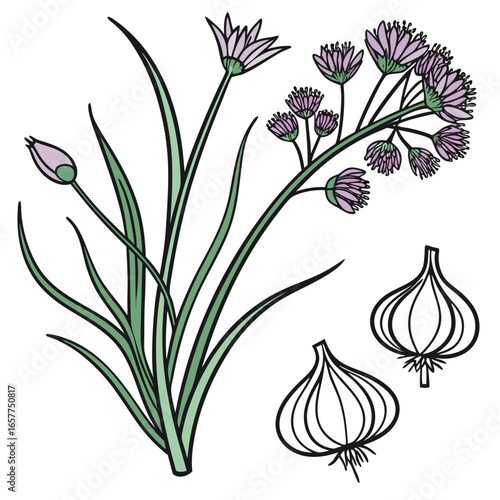 chives garlic allium tuberosum vector