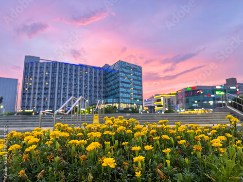 Fototapeta Naklejka Na Ścianę i Meble -  Sunset view of yellow flowers in front of modern buildings