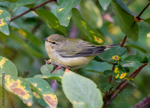 Tennessee Warbler on Fall Migration