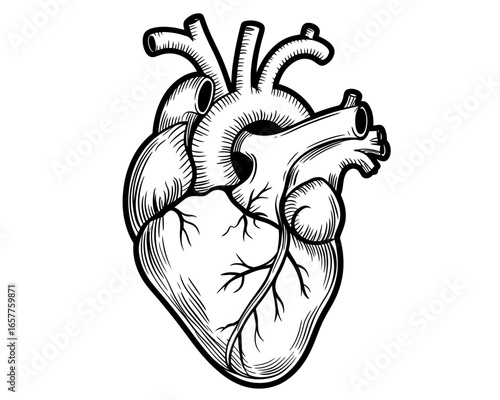 Detailed black and white anatomical heart illustration