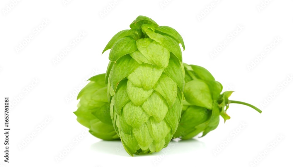 Obraz premium Two vibrant green hop cones are showcased against a plain white background.