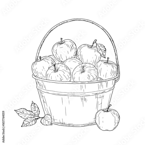 Apples in a zinc bucket, black and white sketch. Vector illustration. Ripe fruits and an orchard, isolated on a white background. Gardening, Autumn harvest, and Thanksgiving Day themes