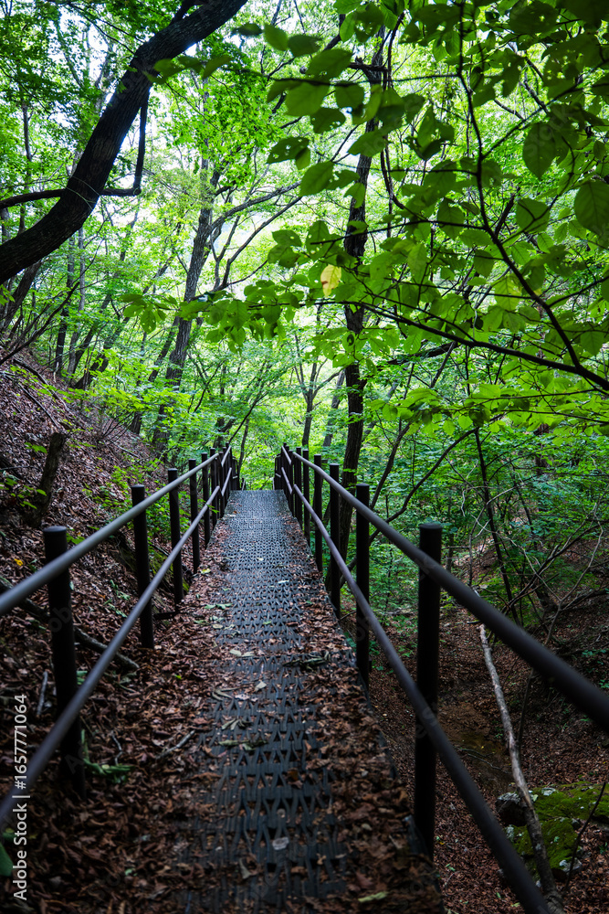 Obraz premium path in the forest