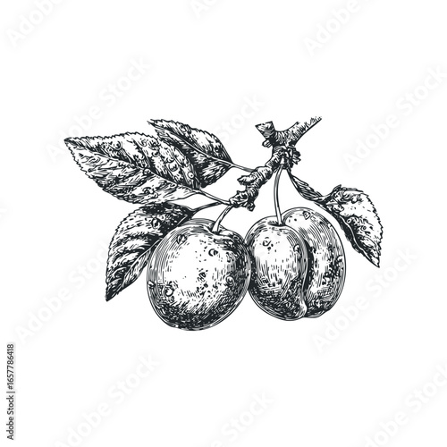 Hand-drawn sketch of two ripe plums on a branch with textured leaves