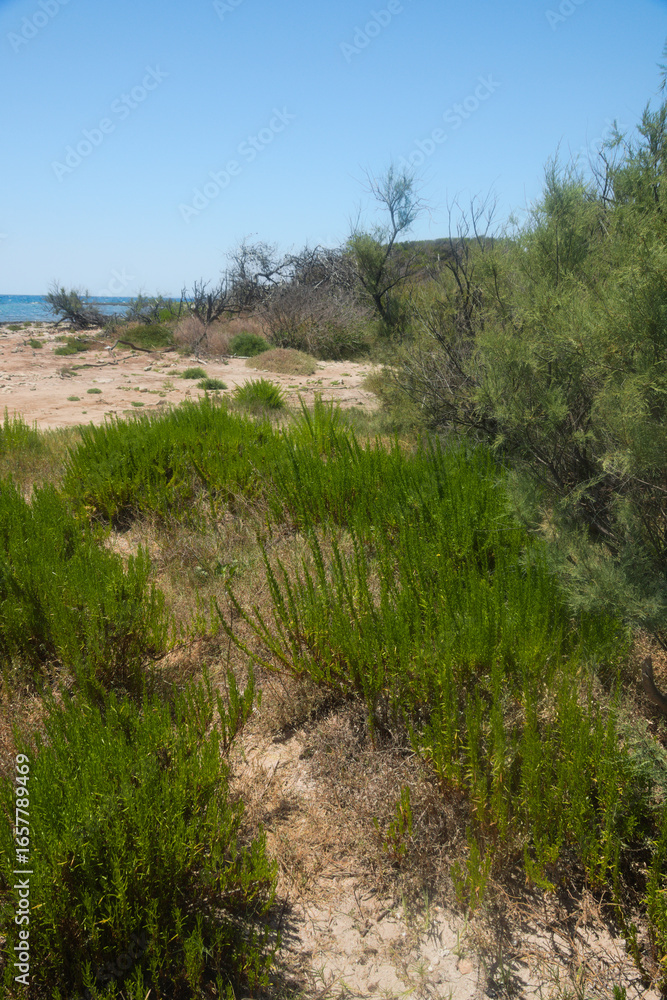 Fototapeta premium Coastal vegetation of the lagoon of Porto Cesareo, Salento, Apulia Region, Europe, Italy