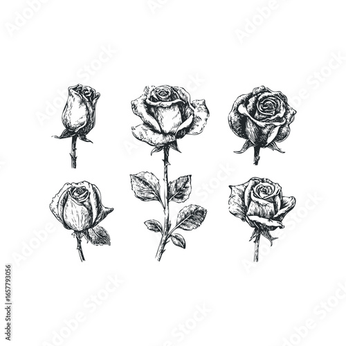 Collection of six hand-drawn rose sketches with stems and leaves