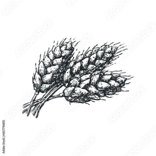 Detailed Sketch of Three Wheat Stalks on White Background