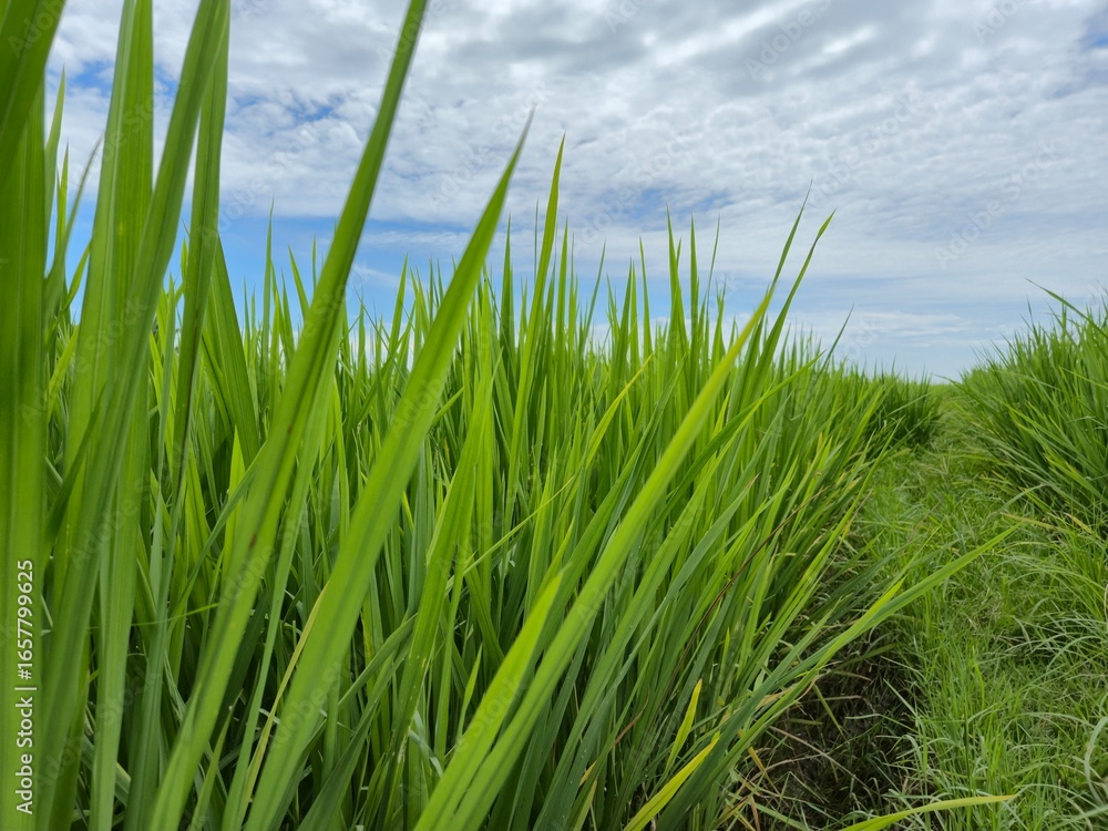 Obraz premium The green rice grains will soon be harvested.