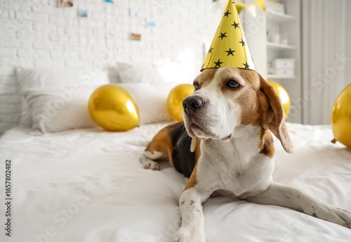 Cute Beagle dog with party ...