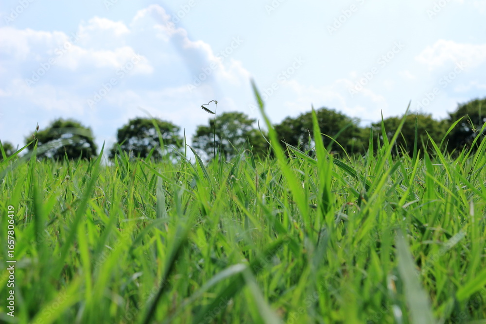 Obraz premium 森の手前の広々とした夏の草むら