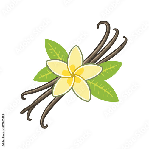 Illustration of Vanilla Bean Pods with Flower and Leaves