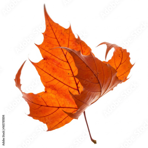 Wallpaper Mural maple leaf isolated on white Torontodigital.ca