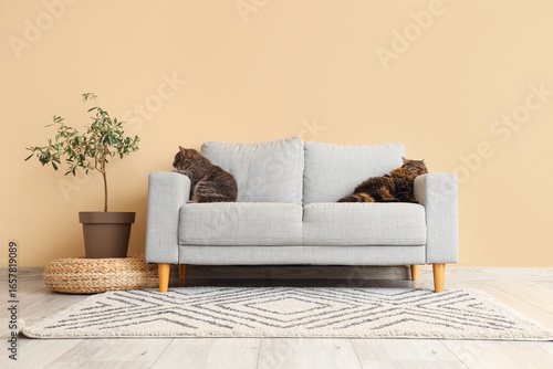 Cute cats lying on grey sof...