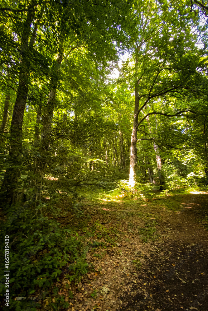 Obraz premium Sunlight filters through the canopy of a lush green forest, creating a dappled pattern on the forest floor