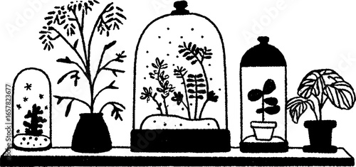 Minimalistic black and white illustration of botanical terrariums for home decor and design