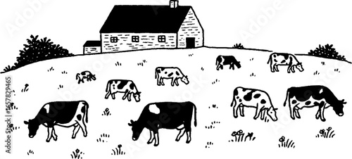 Minimalistic black and white cows grazing in pasture with farmhouse