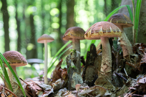 Forest Treasure: A Close-up of Leccinum Scabrum Mushrooms on the Forest Floor