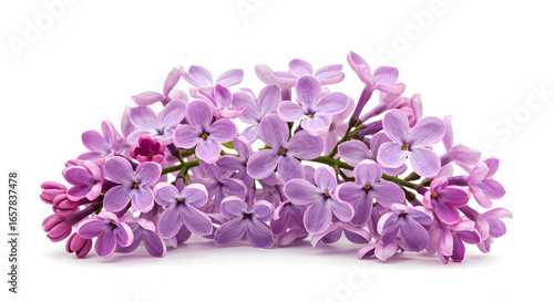 Delicate Purple Lilacs Arranged in Floral Cluster png
