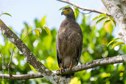 Photography A majestic Crested Serpent Eagle perches on a tree branch, its piercing yellow eyes scanning the surroundings