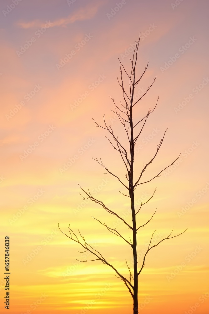Obraz premium A stark silhouette of a bare tree against a vibrant sunset sky backdrop image Mobile wallpaper.