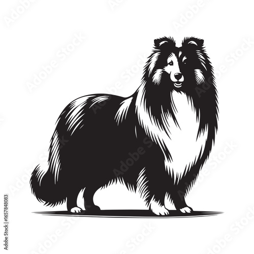 Shetland Sheepdog vector silhouette, elegant herding breed outline, loyal companion design, fluffy fur contour, intelligent posture, canine graphic art, dog lover emblem, minimal modern editable illus