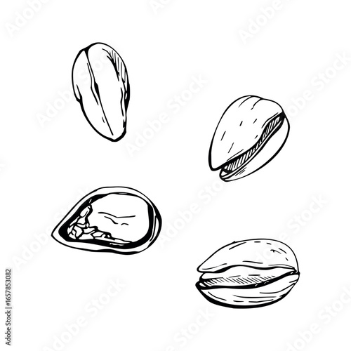 Pistachio cashew nuts kernels and cracked shells, culinary fruit seeds. graphic illustration hand drawn in vector ink. Vegan or paleo shop signage, organic product catalogs, nutritional infographics
