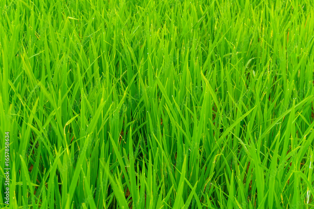 Obraz premium Wonderful sunrise scenery indonesia nature mountain valley forest with bright sky