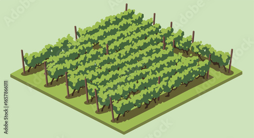 Isometric Vineyard Rows of grape vines in vineyard on a solid green background