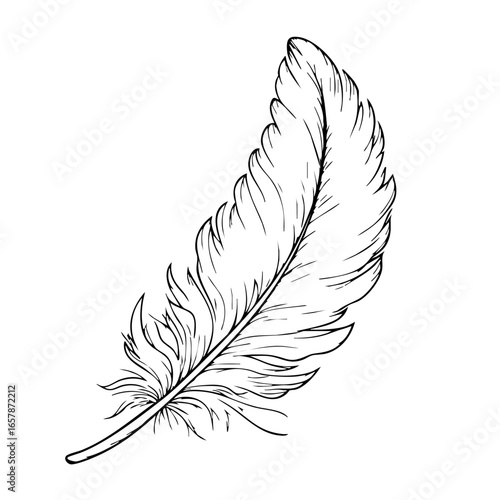 Elegant black feather illustration displaying intricate details and graceful contours of nature's design