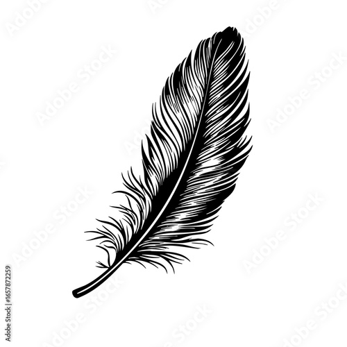 Elegant black feather illustration showcasing intricate details and graceful design with flowing lines and textures