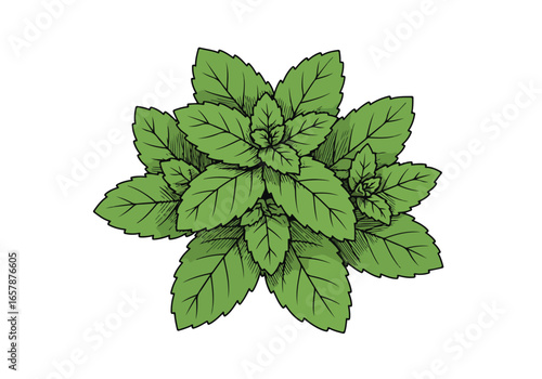 Mint sprig flat lay on white. Element for design, food, drinks. Background empty