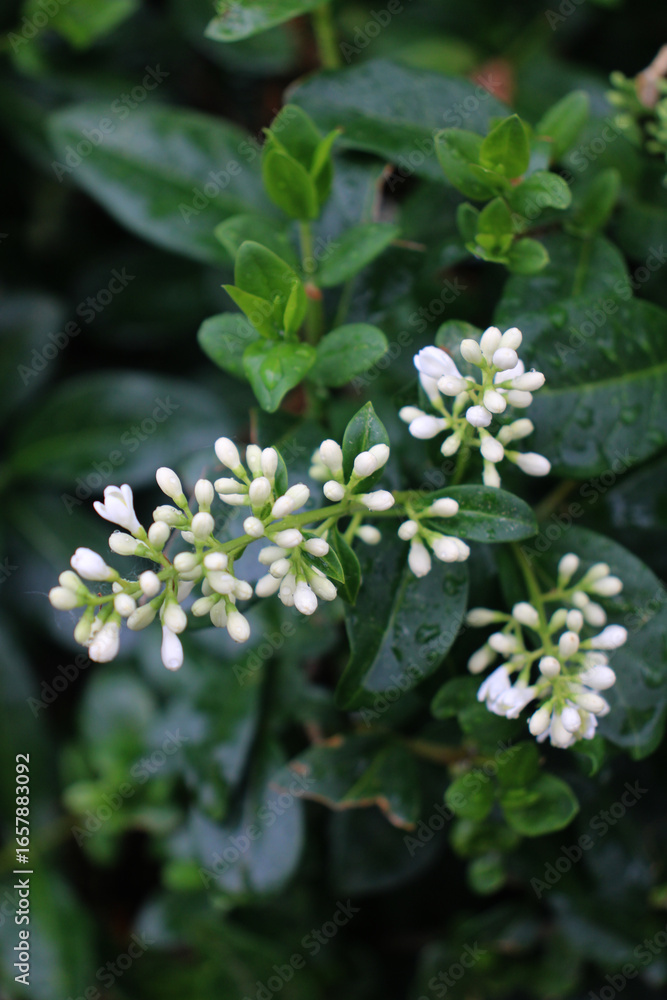 Obraz premium Close-up of common privet (Ligustrum vulgare) with small white flowers blooming in the garden. Ornamental shrub used in landscaping and hedges.