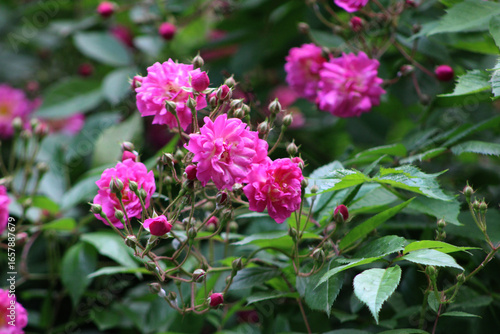 Horizontal photo of fresh pink rose flowers (Rosa spp.) with lush foliage and natural blurred background.