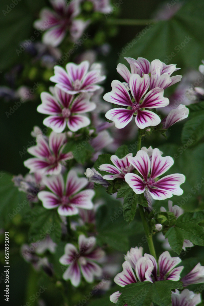Obraz premium Zebra mallow flowers with purple veins on green background. Close-up of blooming Malva sylvestris var. zebrina in summer garden.