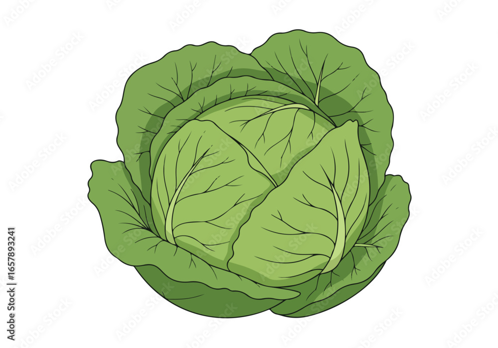 Obraz premium Green Cabbage in White Background for Recipe Illustrations, Menu Designs