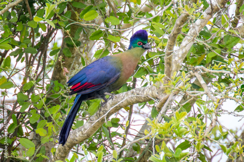 Purple-crested turaco (Tauraco porphyteolopha) perched in tree, Kruger national  park, Mpumalanga, South Africa.