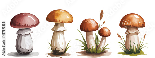 Four realistic watercolor mushrooms isolated on artistic rendering vector