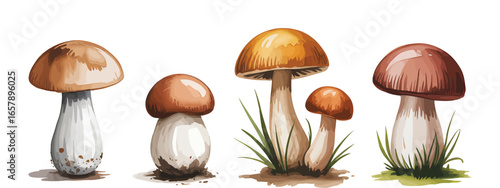 A collection of beautifully rendered edible forest mushrooms isolated on a vector