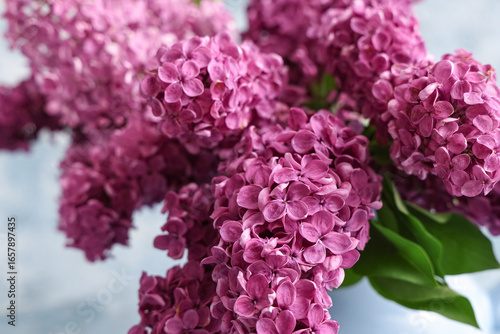 Blooming lilac flowers on l...