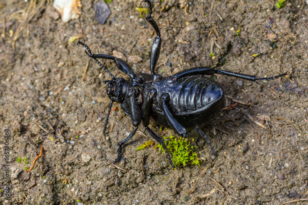 Fototapeta premium Giant black insect crawling on the earthy ground showcasing its intricate body structure in a natural environment during daylight