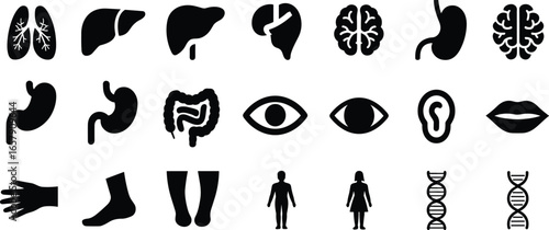 Human body icons, organ silhouette vector, anatomy symbols, medical illustration, healthcare design, DNA, brain, liver, lungs, stomach