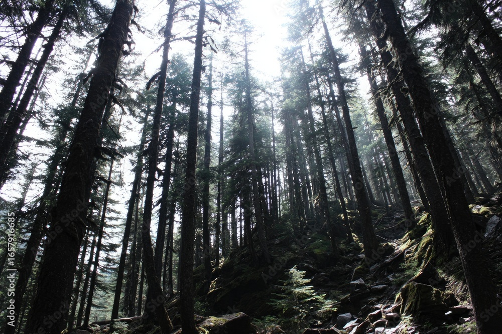 Obraz premium Dense forest canopy, sunlight filtering through tall trees