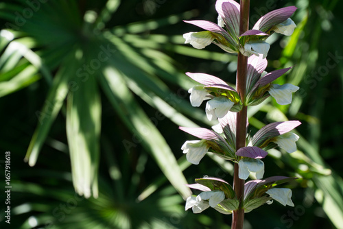 Obraz na plátně Delicate spike of white and lavender flowers of Acanthus mollis (Bear's Breeches