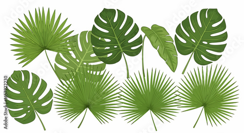 Tropical leaves illustration