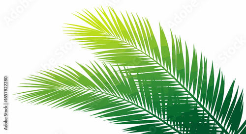 Palm frond design illustration