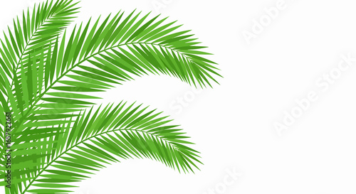 Tropical palm leaves background design
