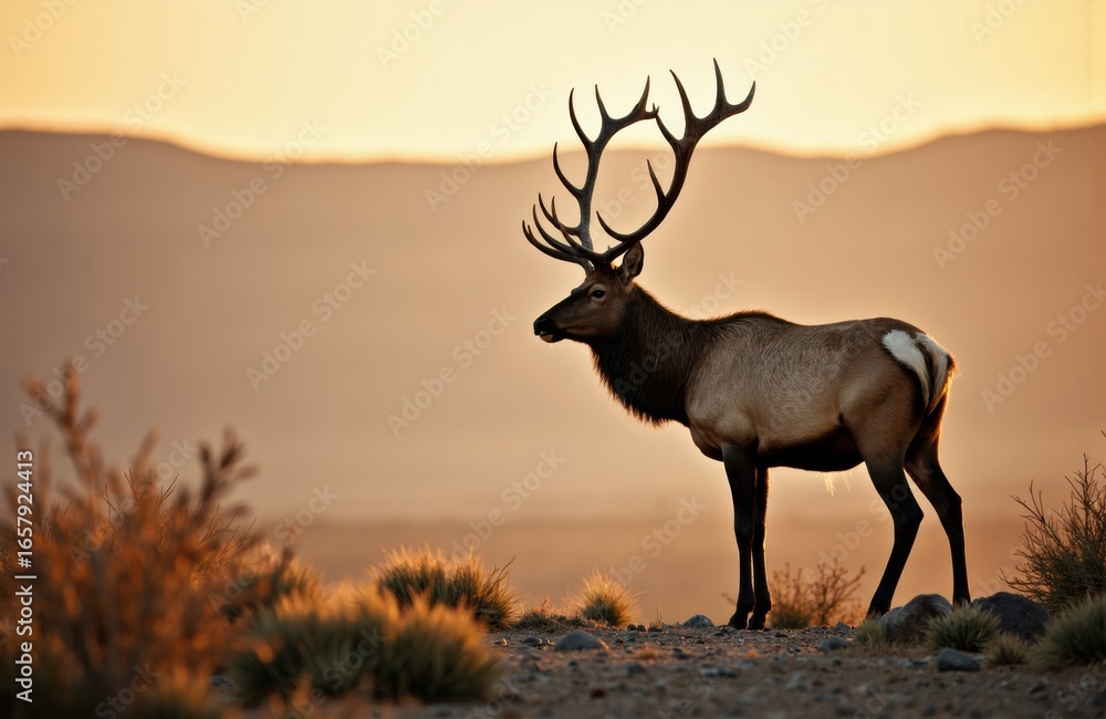 Obraz premium Majestic stag standing in a natural landscape at sunset