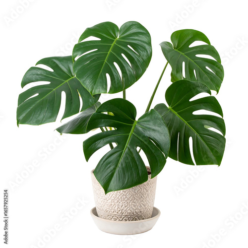 Wallpaper Mural Monstera deliciosa potted plant lush foliage on transparent background Torontodigital.ca