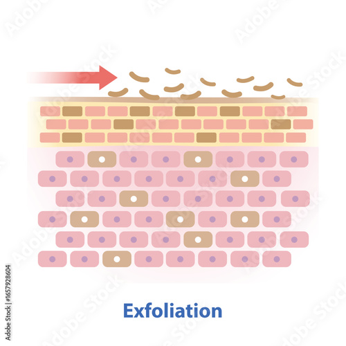 The mechanism of skin exfoliation vector illustration. The process of removing dead skin cells from the surface. Types of exfoliation, chemical and physical methods. Skin care and beauty concept.